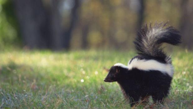 State officials warn about potentially rabid wildlife in Tucson area